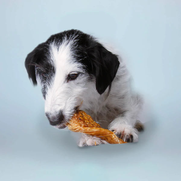 Hundesnack Hähnchenbrustfilet