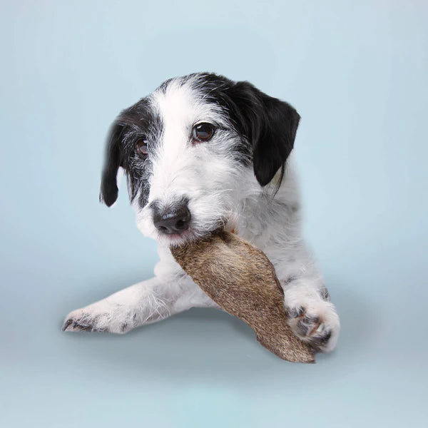 Hundesnack Hirschohren mit Fell