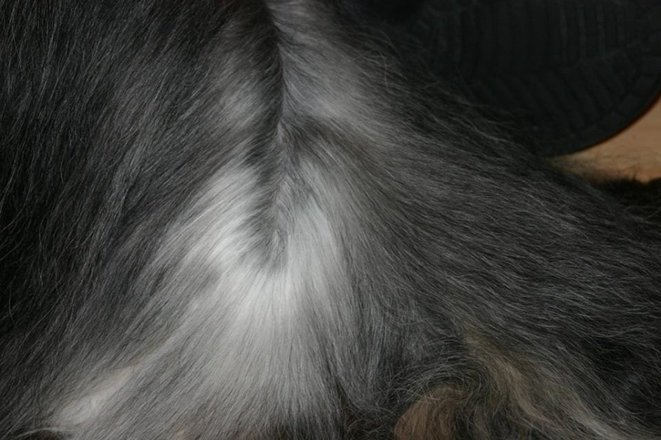 Beauty Pure POWER Frizz Entfilzer