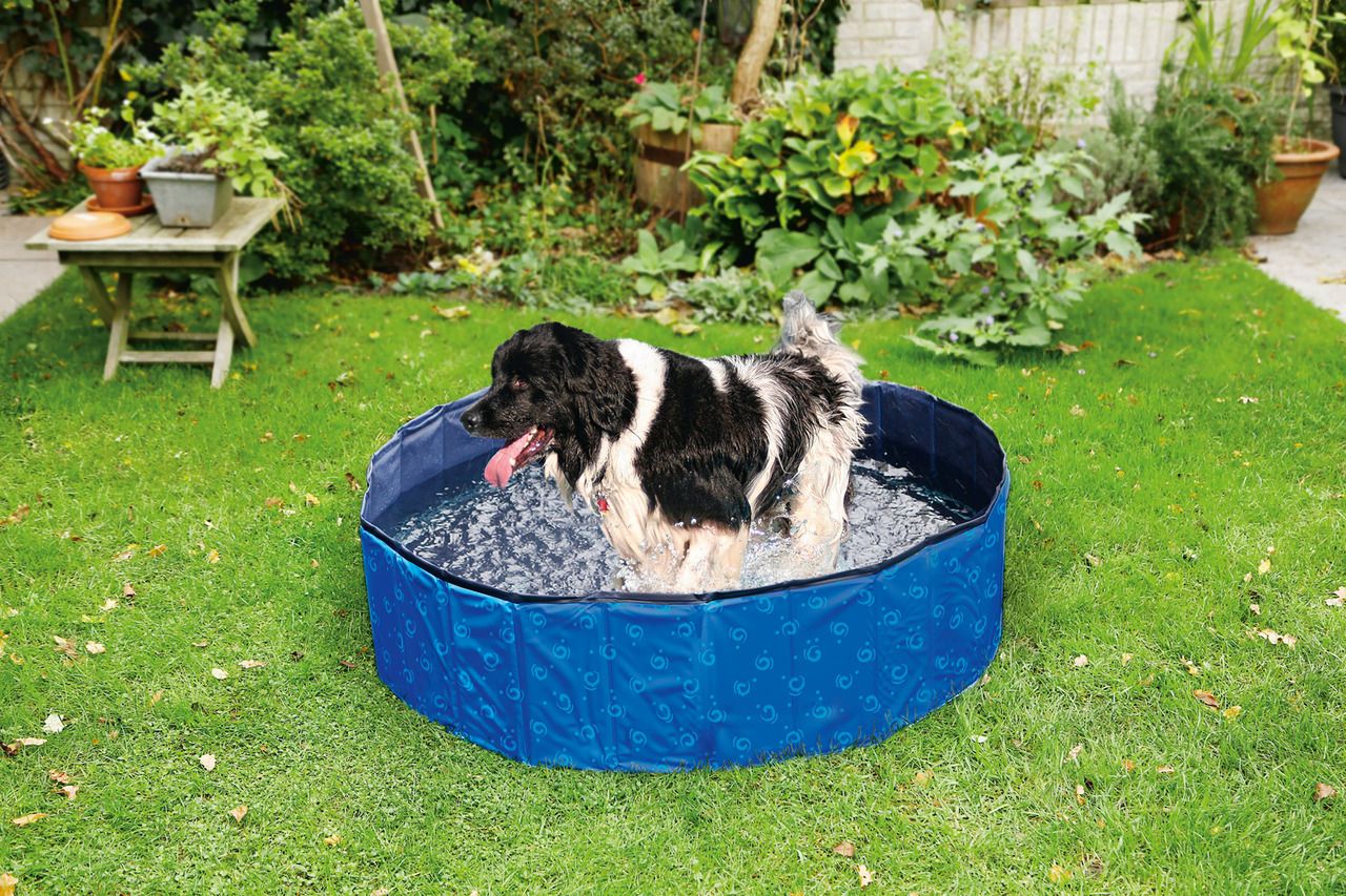 Doggy Pool