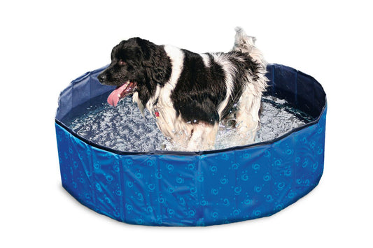 Doggy Pool